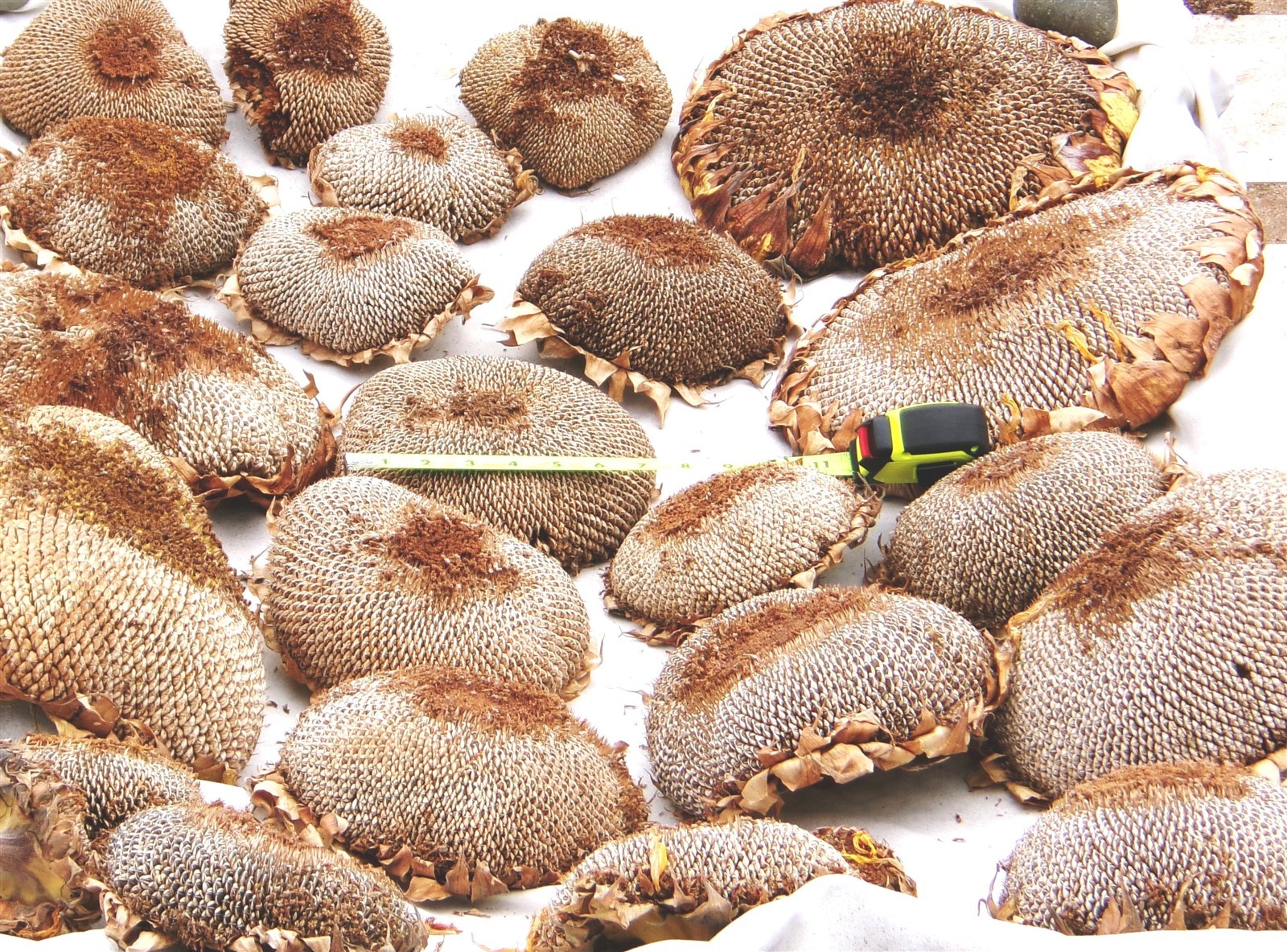 Dried Sunflower Heads, 1 Pound, Lots of Seeds for Feeding / Planting, Organic 26