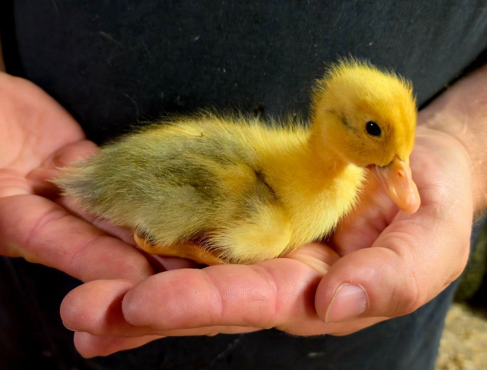 Half Dozen Ancona Duck Hatching Eggs-PA Shipping Only
