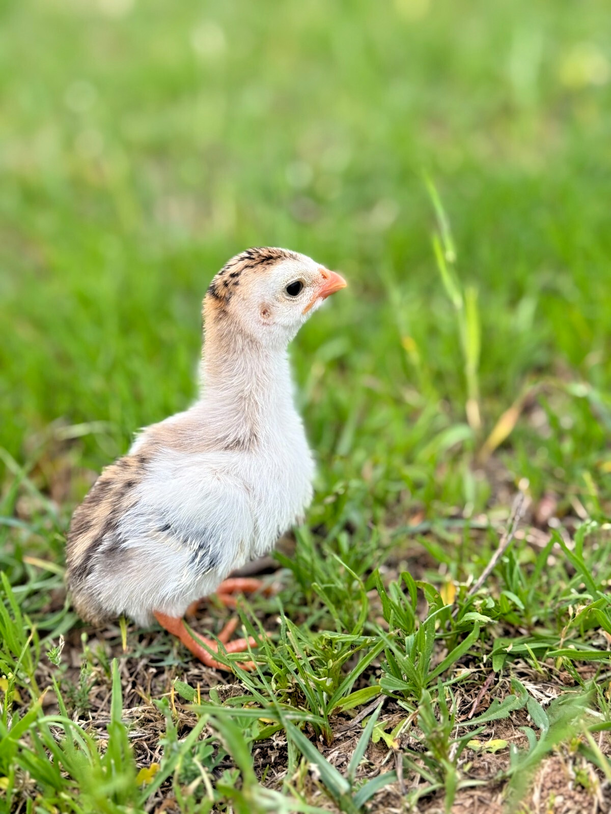 14 FRESH GUINEA FOWL HATCHING EGGS READY