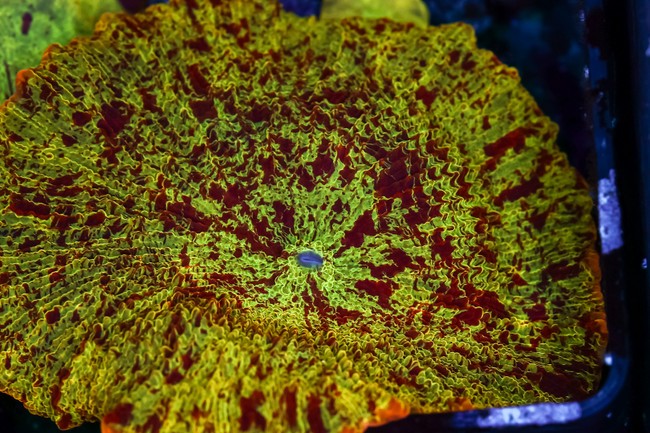 LG Jawbreaker Discosoma Mushroom WYSIWYG - SAQ Coral Farm