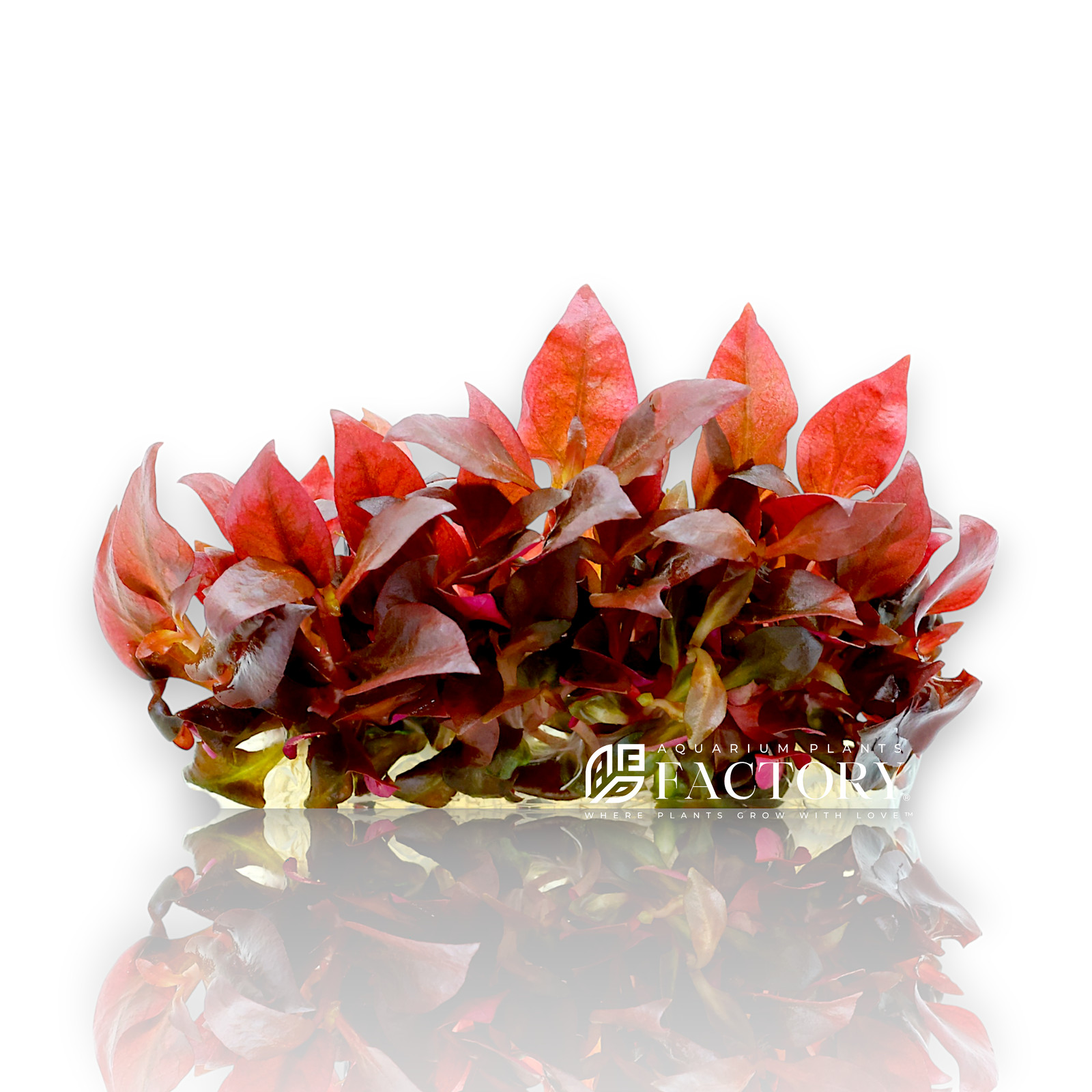 Alternanthera Reineckii Mini Tissue Culture APF Aquarium Plants Factory®