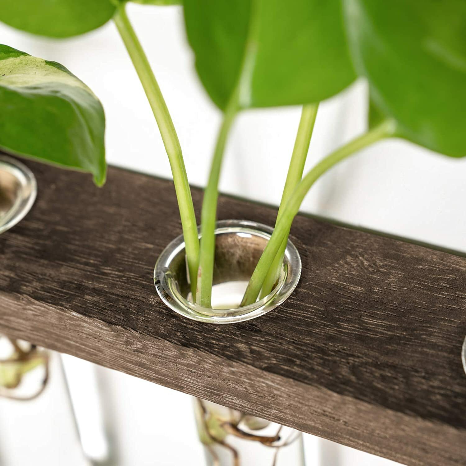 Hanging Plant Propagation Set