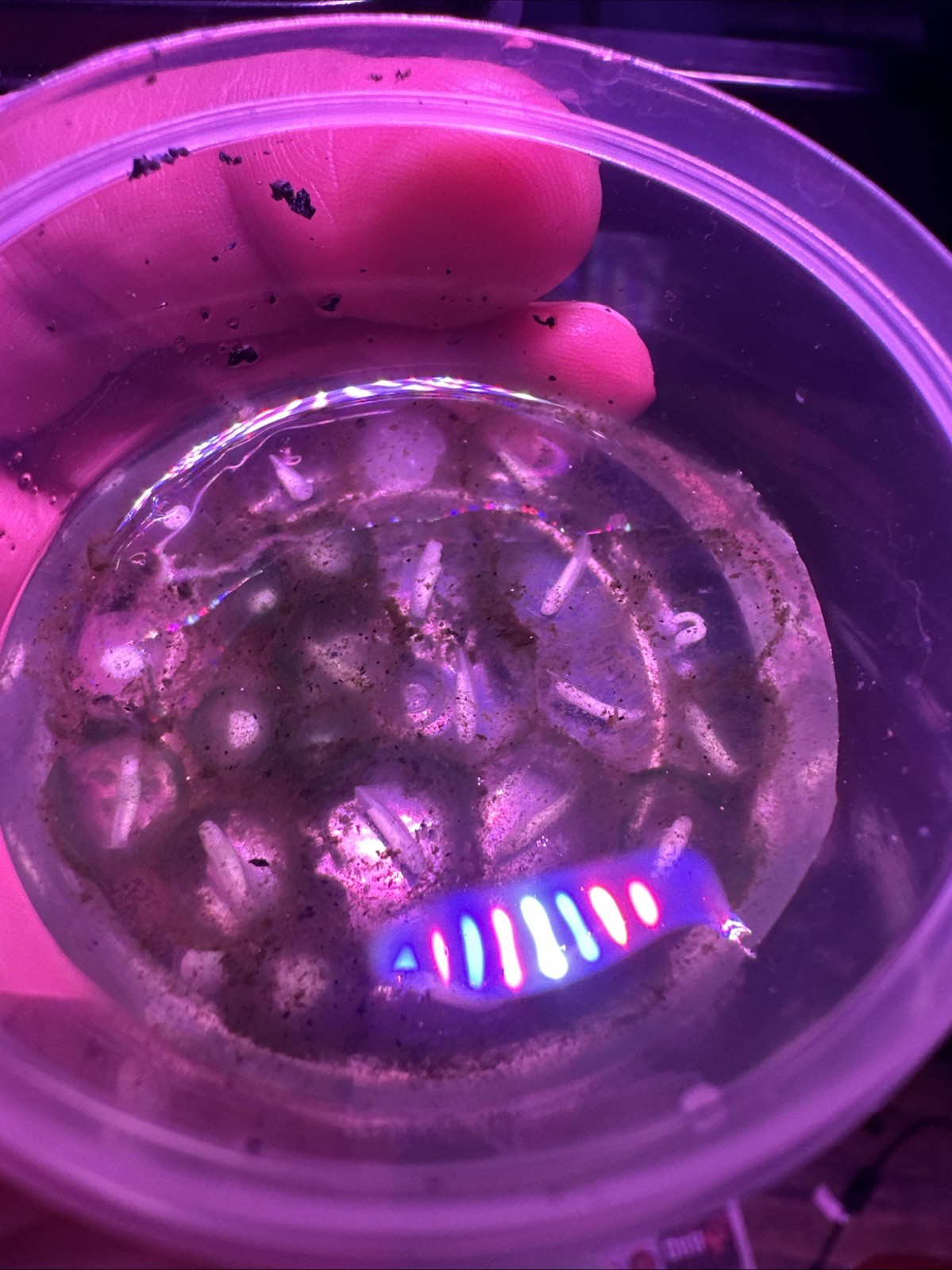 “Pre orders “Axolotl Fertile Hatching Eggs 🥚60count (GFP)