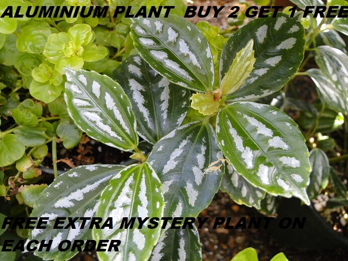 Aluminium Plant Freshwater Live Aquarium Plant Terrarium BUY 2 GET 1 FREE