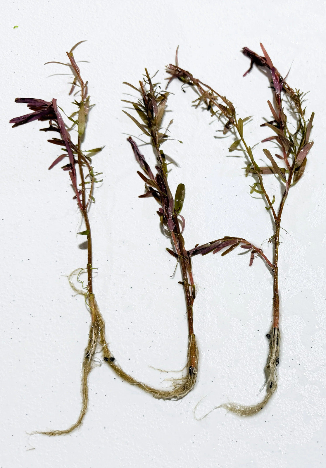 Rotala Blood Red - 5 Rooted Stems