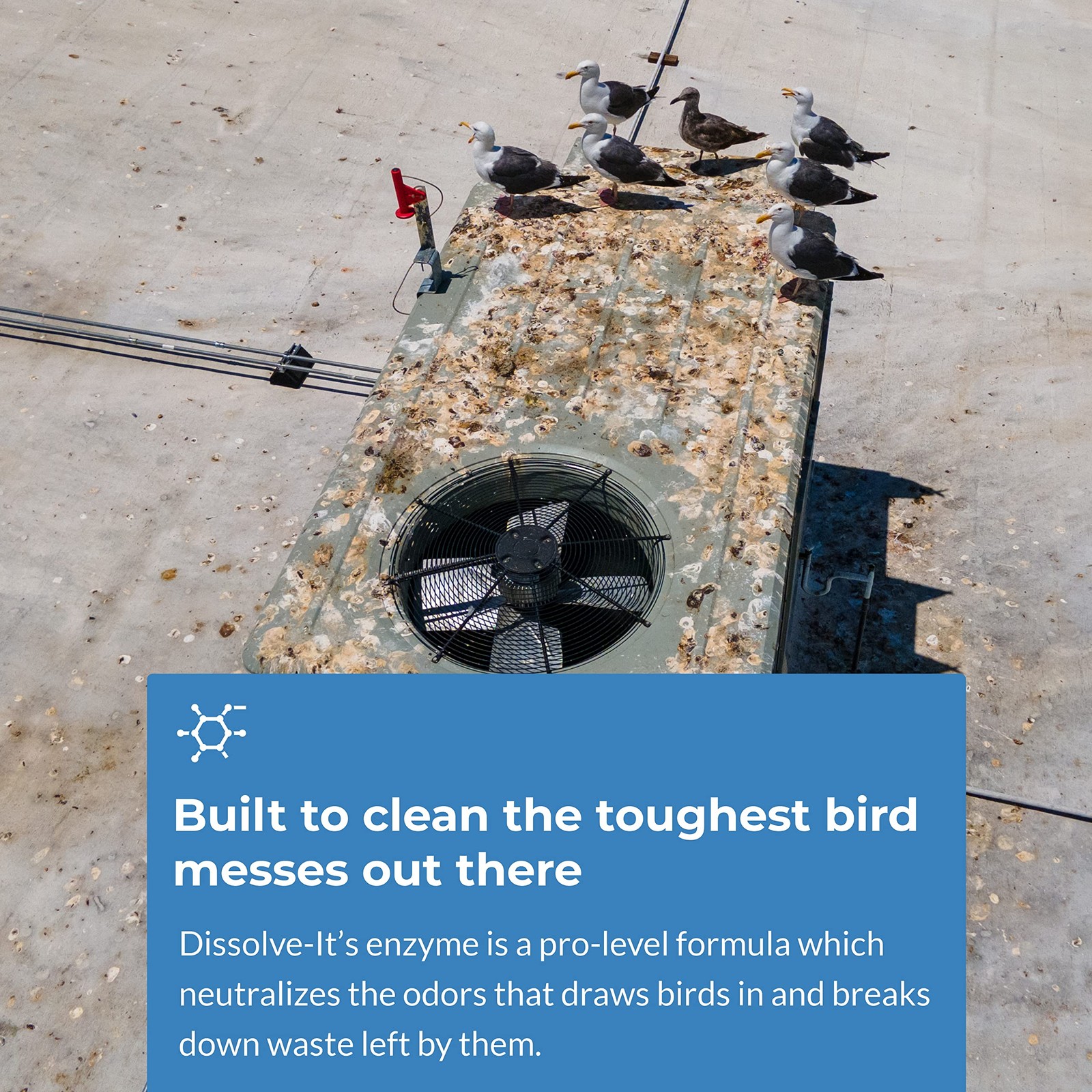 DissolveIt Max Enzyme Cleaner Bird Dropping Cleaner Dissolves Waste – Treat...