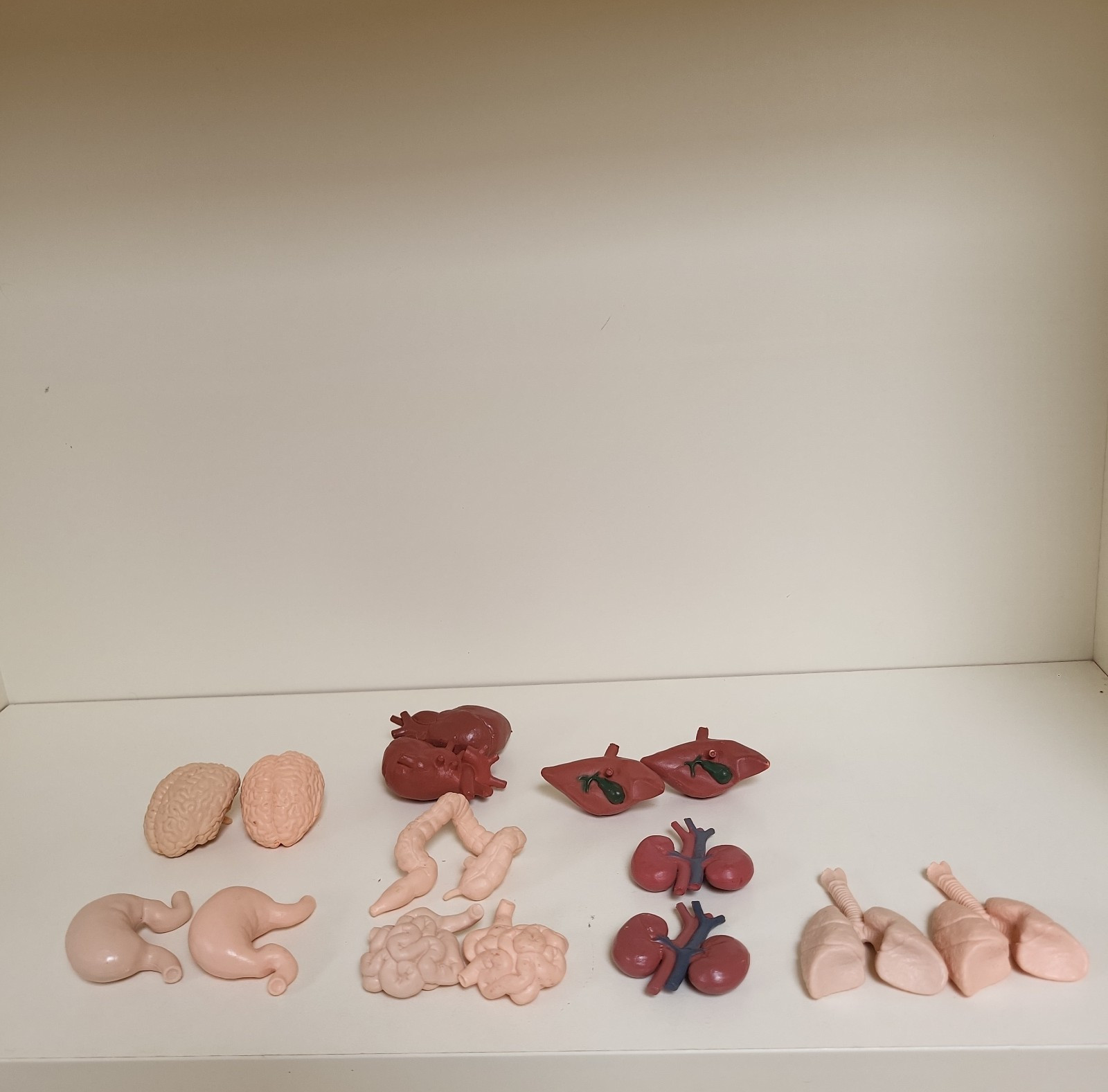 Lot of 15 Mini Human Organ Anatomy Models Bulk Homeschool Science Toys Halloween