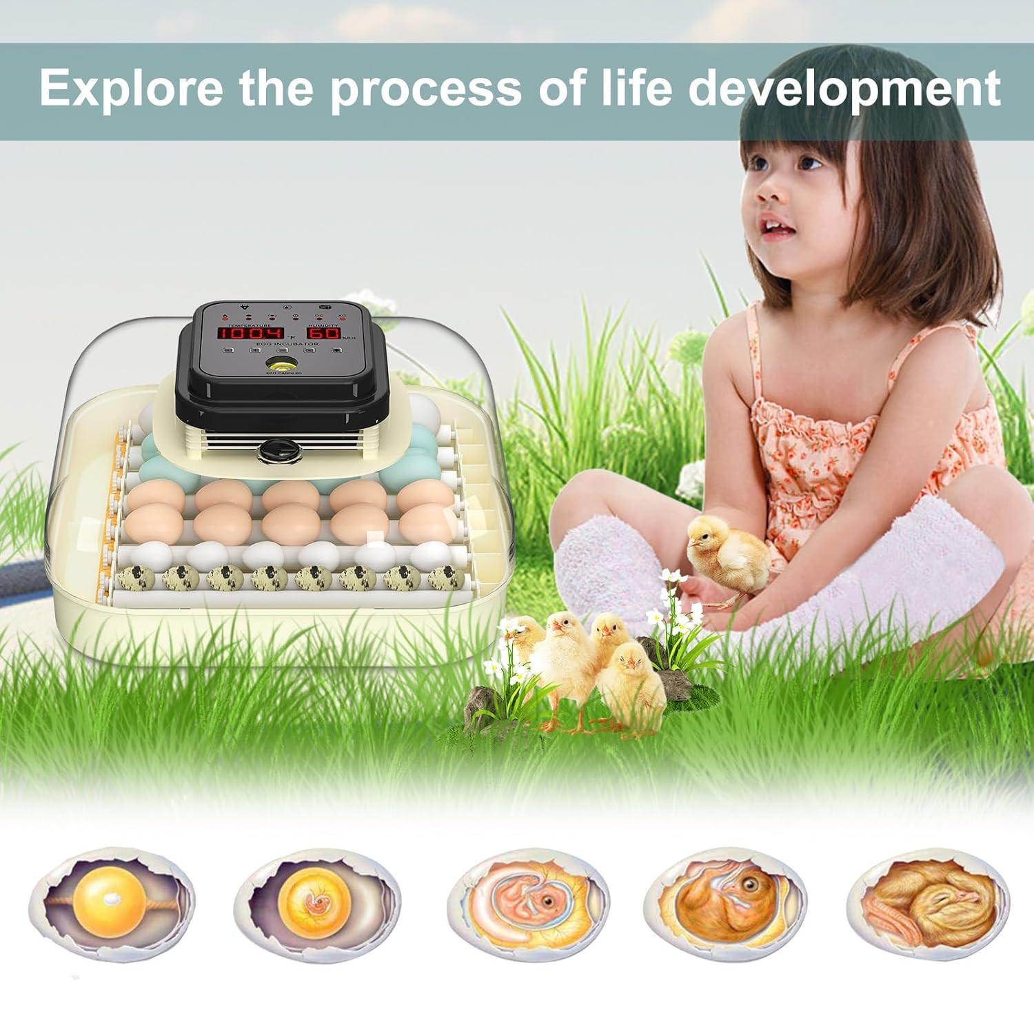 Automatic 35 Egg Incubator with Humidity Control & Egg Candler for All Eggs