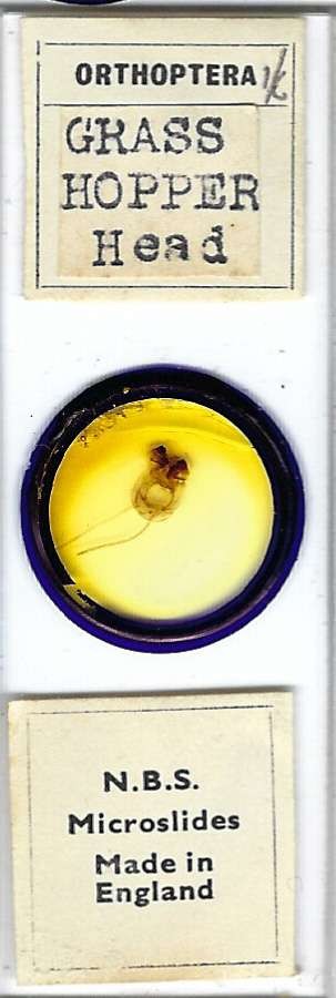 Grasshopper Head Microscope Slide by N.B.S.