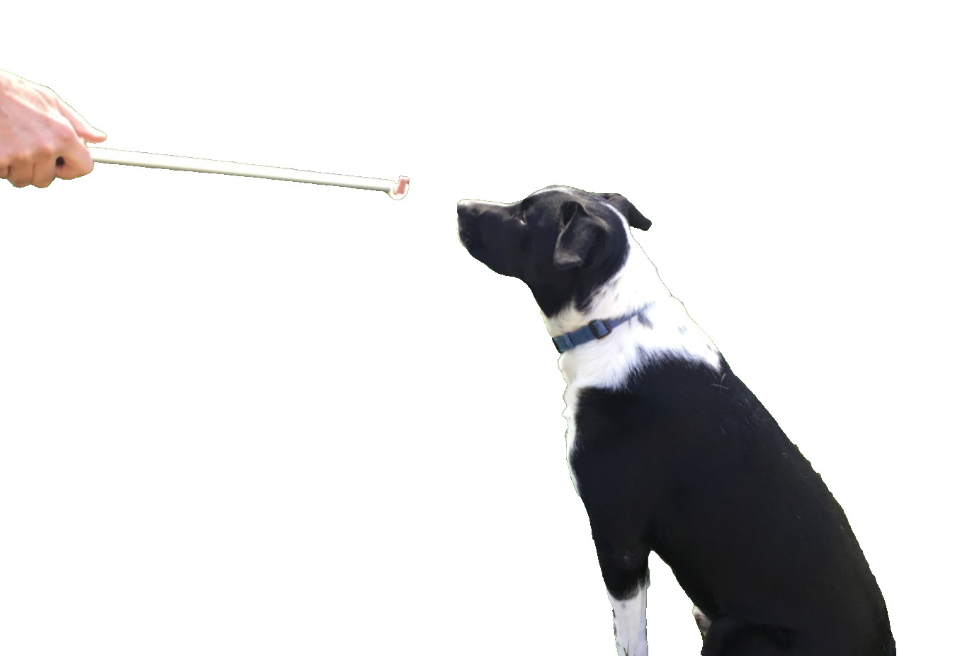 PET TREAT TRAINING GRABBERS-DOG TREAT DISPENSER-LURE STICK- 2 pair set