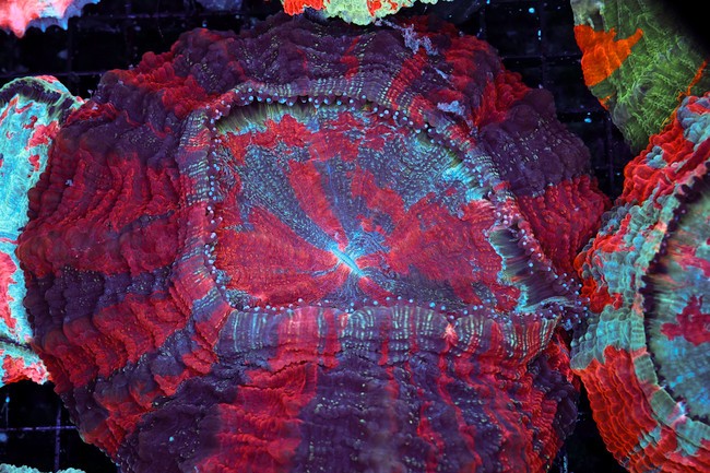 Large Purple Red Acanthophyllia WYSIWYG - SAQ Coral Farm