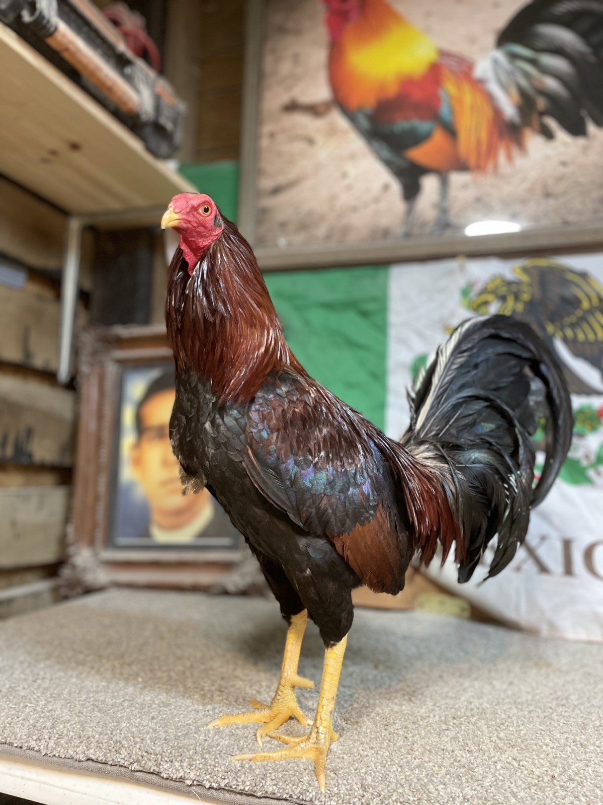 ALBANI x ASIL 12 EGGS