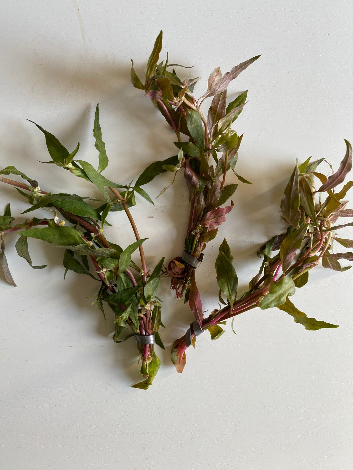 BUY 2 GET 1 FREE- Scarlet Temple Live Aquatic Plant- Beautiful Pink Plant!