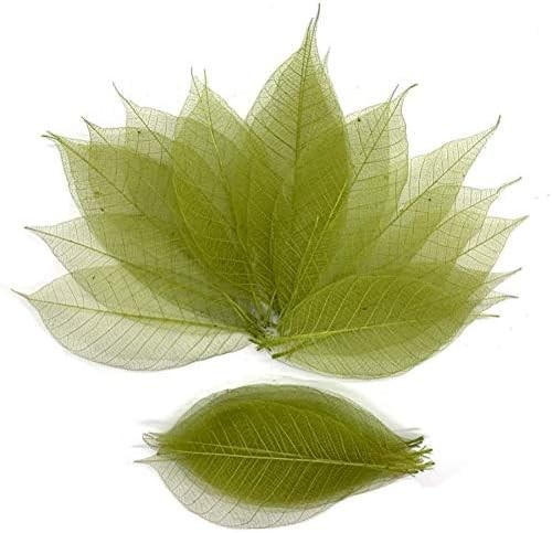 100 Pcs 4-5 Inch Olive Green Skeleton Leaves Rubber Tree Natural Scrapbook Craft