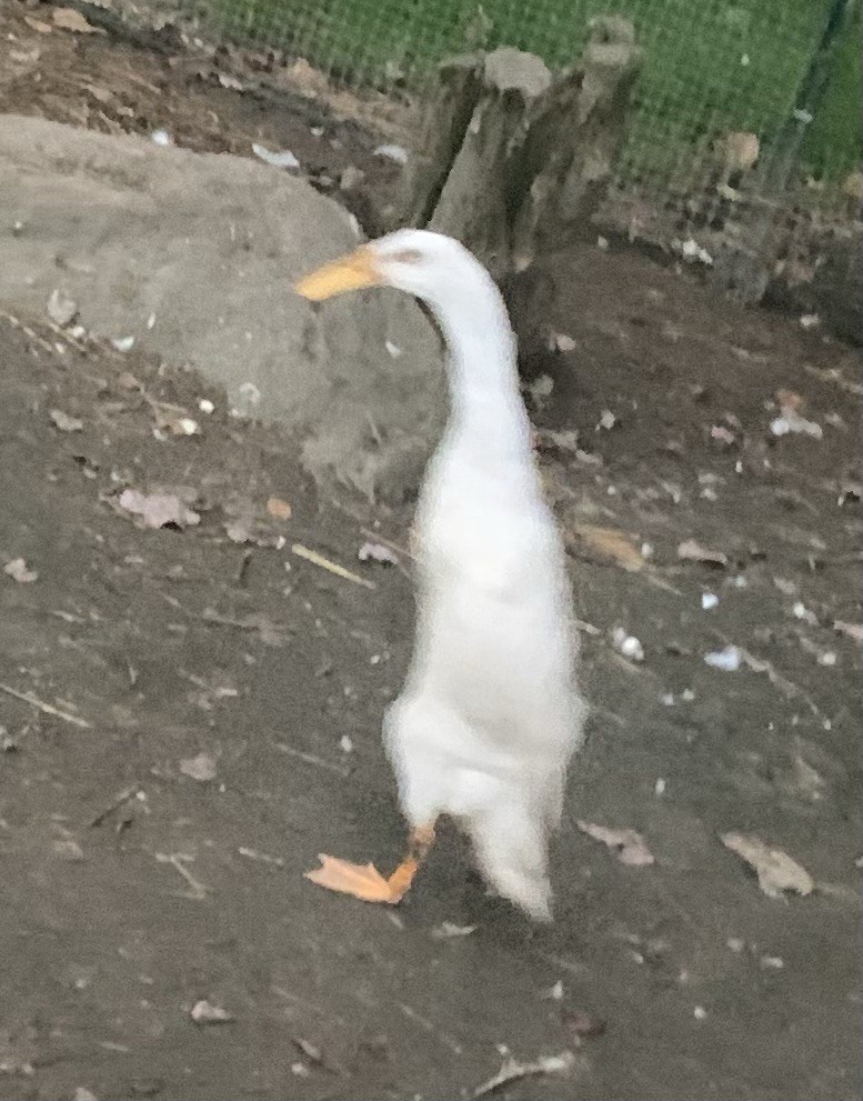 6+ PURE WHITE  Indian runner duck Fertilized Eggs