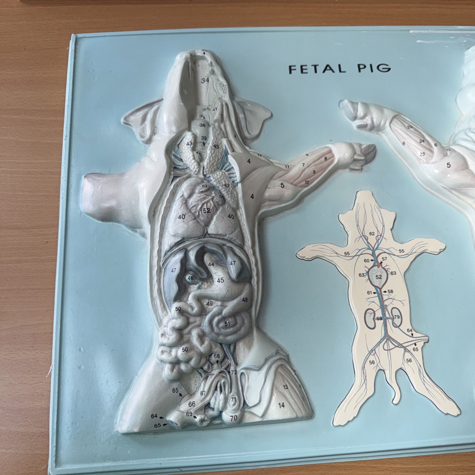 Hubbard Fetal Pig 1997