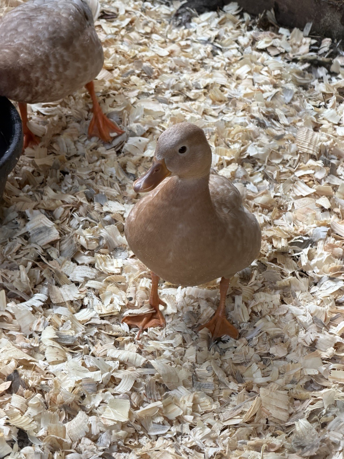 6 BUFF Call Duck Eggs- Shipped Fresh & Quickly With Care