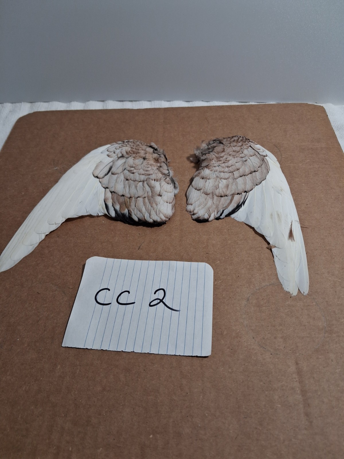 Pair Pigeon Wing Feathers Fly Tying Crafts Taxidermy Natural Causes CC2