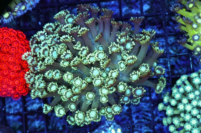 Green Goniopora Coral Colony WYSIWYG - SAQ Coral Farm