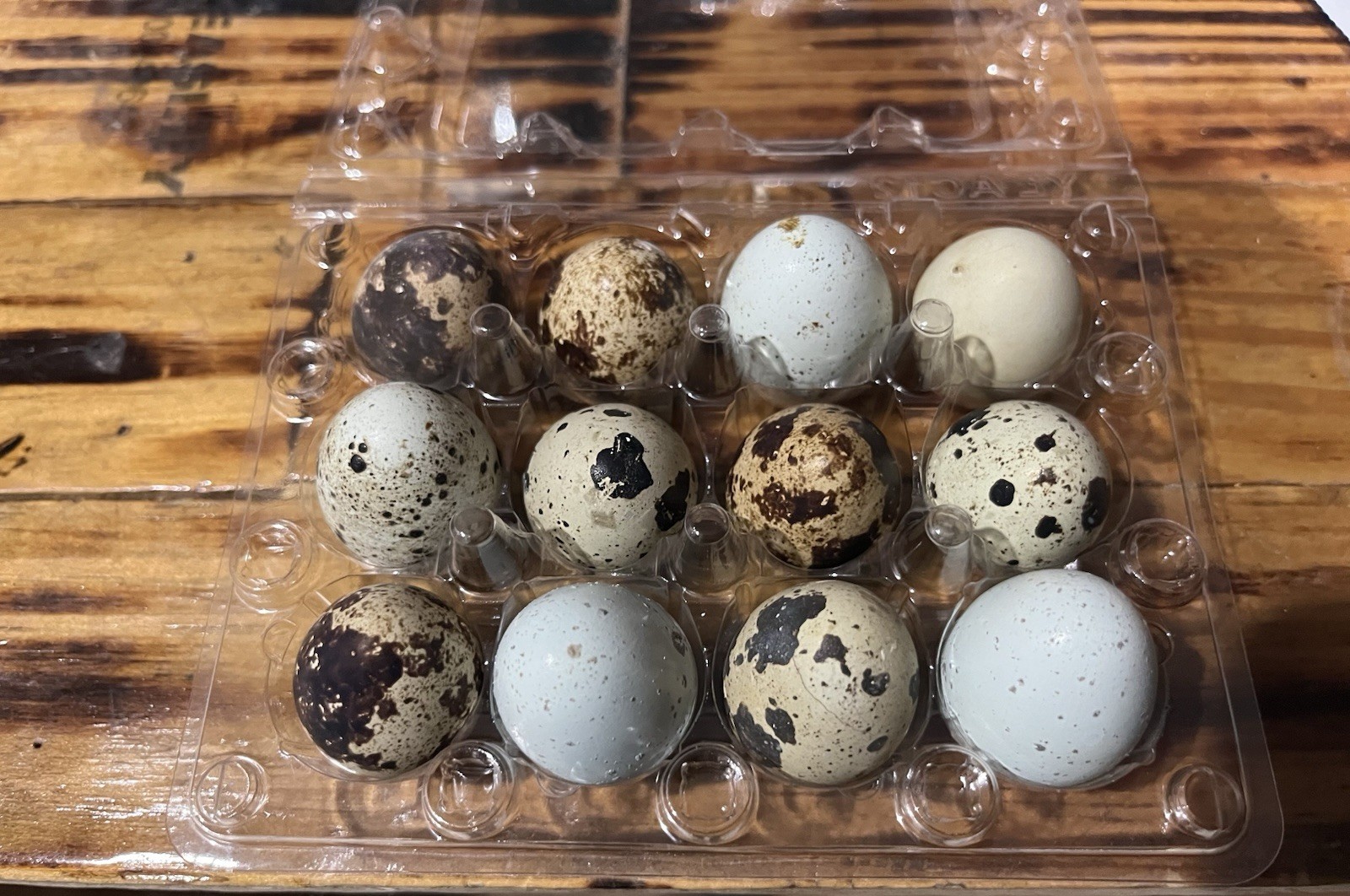 12+ RARE COLORS Jumbo Coturnix Quail Hatching Eggs
