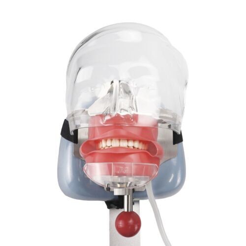 Dental Teaching Head Mold Oral Simulation Simple Head Mold Student Practice Head