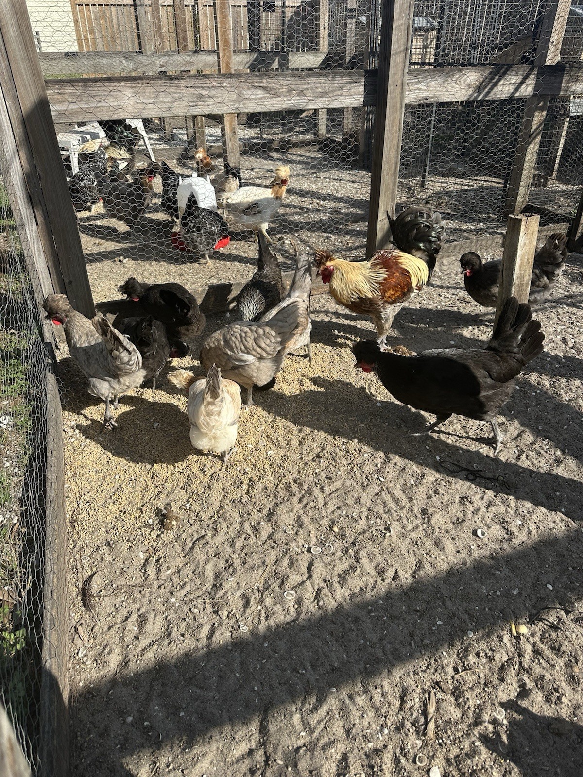 15+ Rare Sanjak Longcrower Chicken Hatching Eggs Large Breed 🎶 Unique Crow 🎶