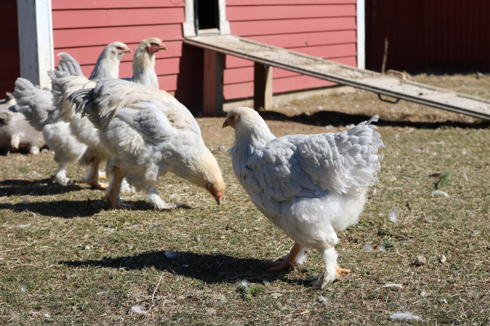 12+ Isabel Large Breed Brahma Hatching Eggs
