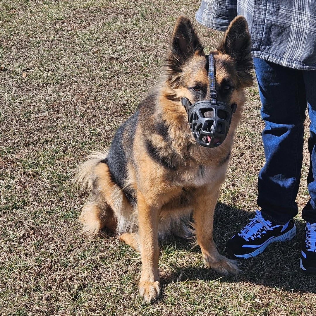 Durable Dog Muzzle for Training - Breathable Basket Style for Comfortable Wear