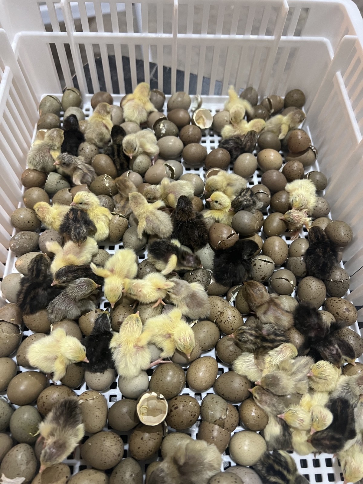 20 Button Quail Hatching Eggs Multiple Colors