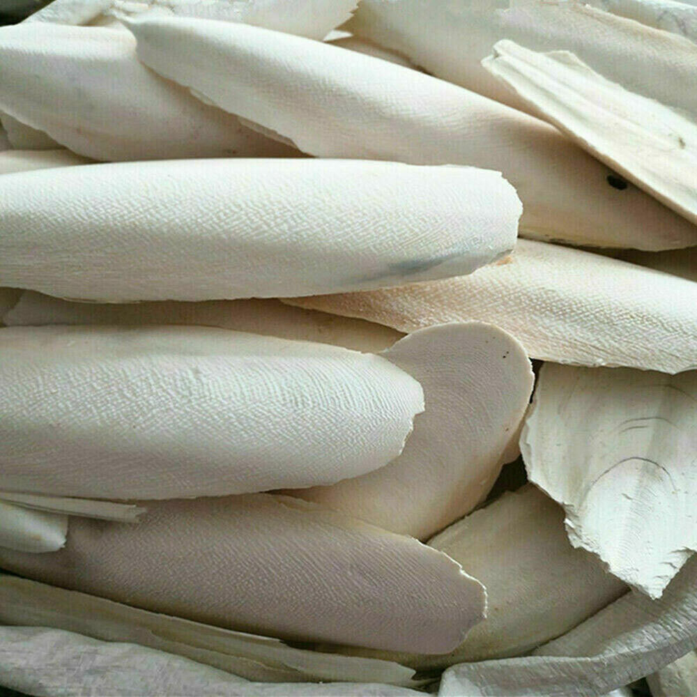 10-20Pc Cuttlebone for Birds Parrot Chewing Cuttle bone for Sharp Beaks 2.4-3.1"