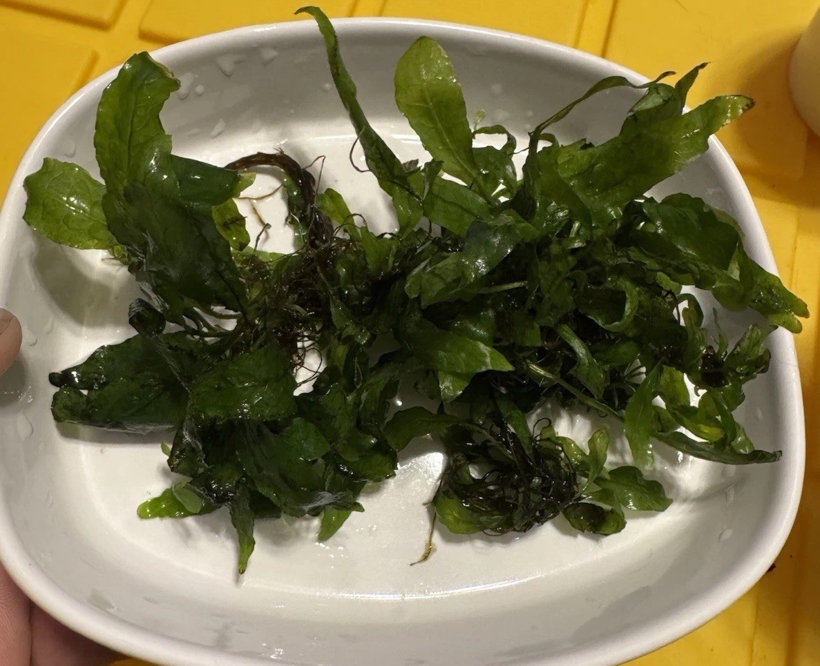 Java Fern 20-100 Plants Microsorum pteropus - Live Aquarium Plant
