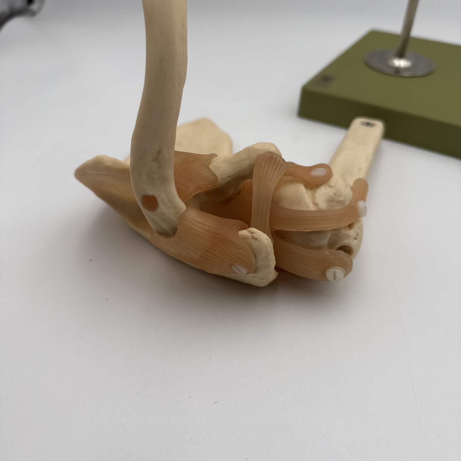Somso NS53 Functional Shoulder Joint with Ligaments Anatomical Model NS 53