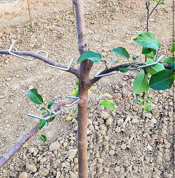 Fruit Tree Branch SpreaderTree Branch Limb Spreader Bonsai Branch Training Mo...