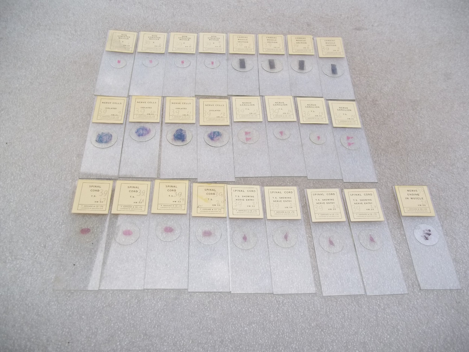 Vintage Glass Microscope Slides -