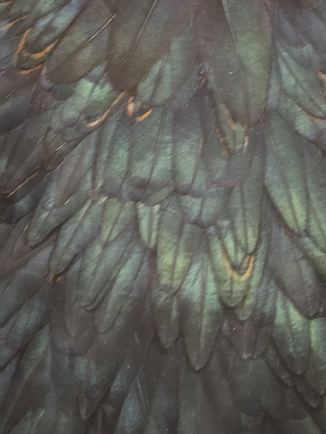 Black Hen Back Saddle Fly Tying Wet Soft Hackle Craft Feathers Material