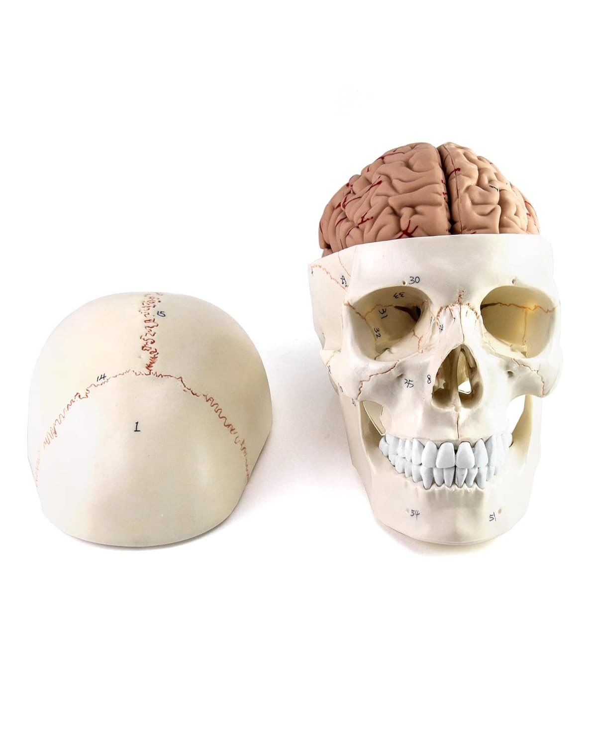 Human Skull Brain Anatomy Model Life Size 11 Parts Numbered Teaching Aid