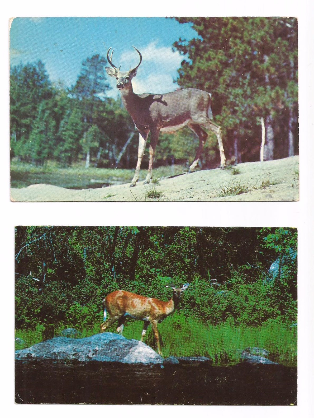 2 Whitetail Deer Postcards