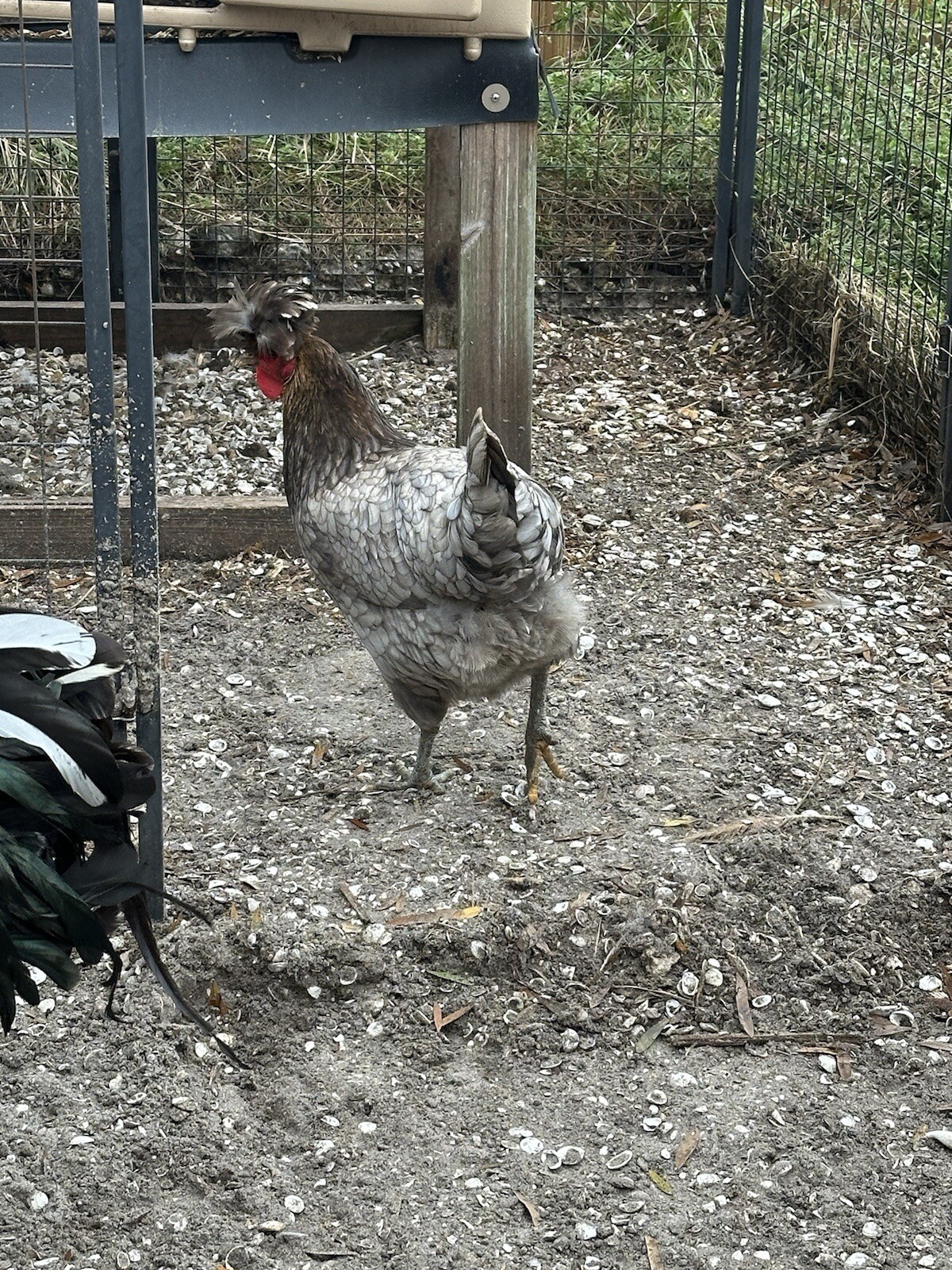 15+ Rare Sanjak Longcrower Chicken Hatching Eggs Large Breed 🎶 Unique Crow 🎶