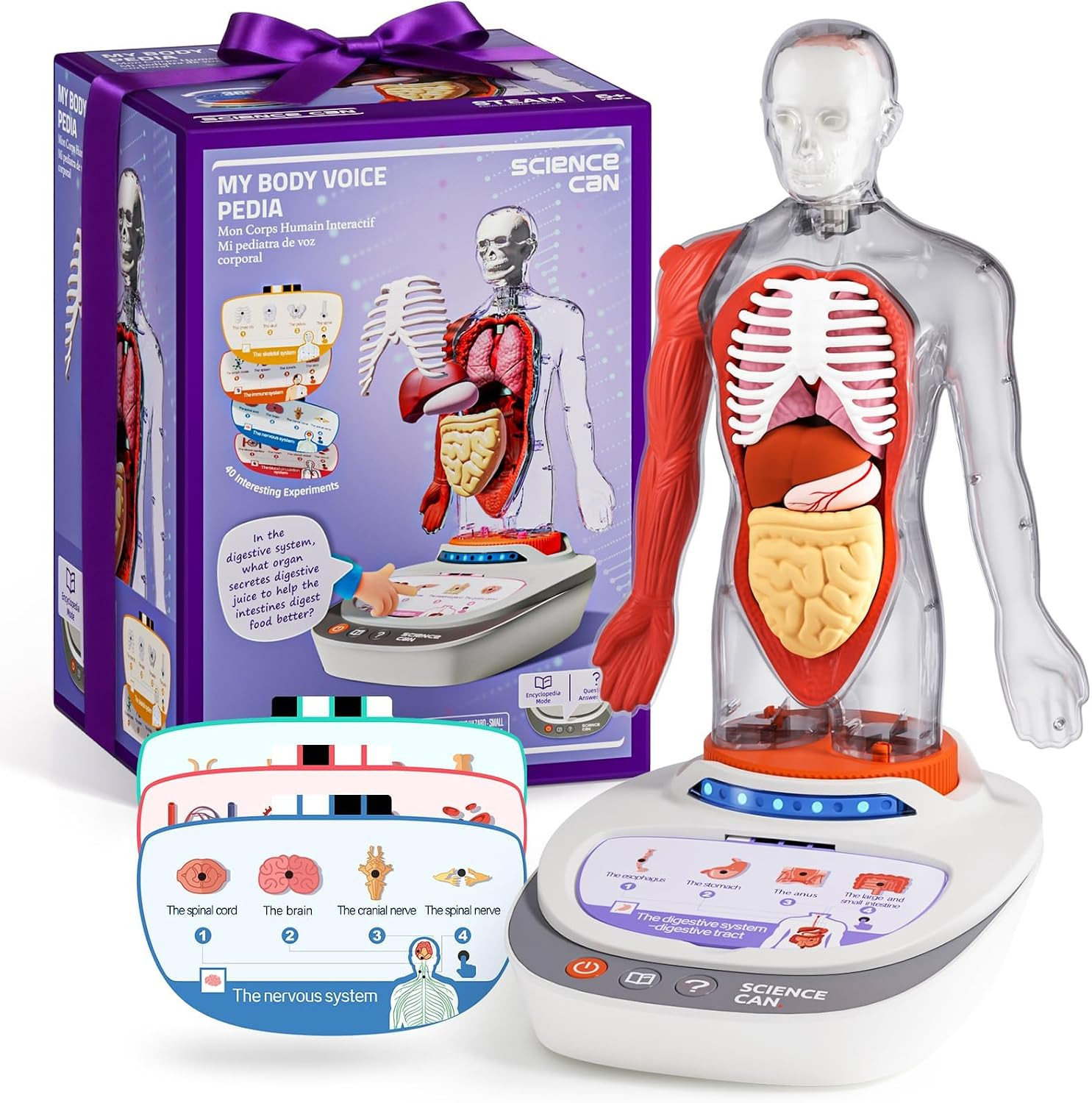 Human Body Model for Kids, Interactive Anatomy Learning Toys | 11" Human Anatomy