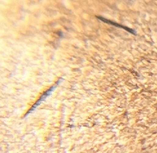 1956 D/D Wheat Penny Errors DDO DDR Die Clash D Over D Uncirculated #2
