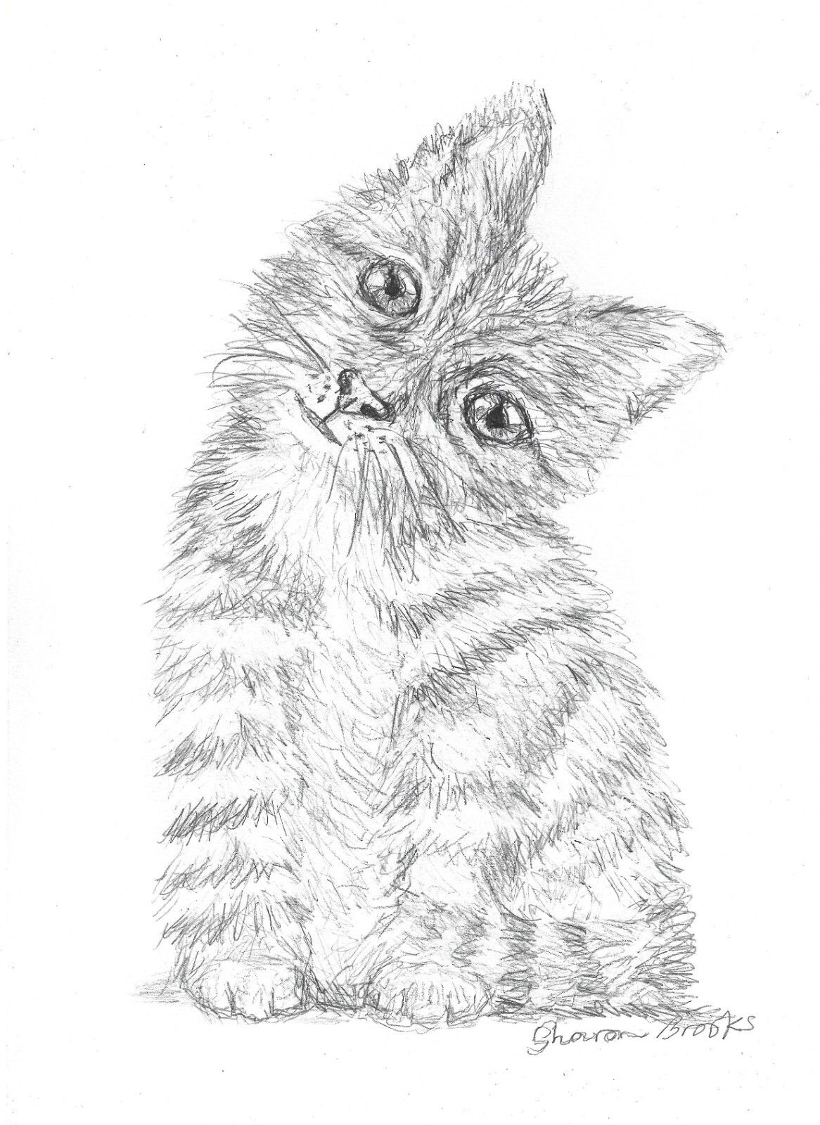 Curious Kitty Pencil Sketch by Sharon L Brooks