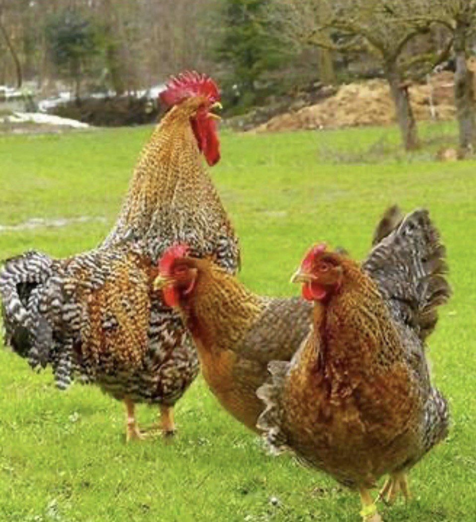 6 PUREBRED GERMAN BIELEFELDER , unwashed organic Hatching Eggs