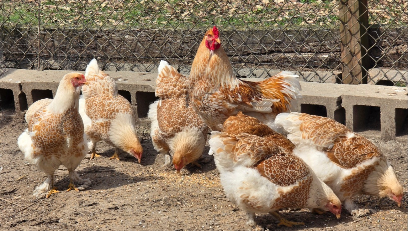 6 NPIP AI CLEAN BUFF LACED BRAHMA HATCHING EGGS ●GIANT SIZE!●