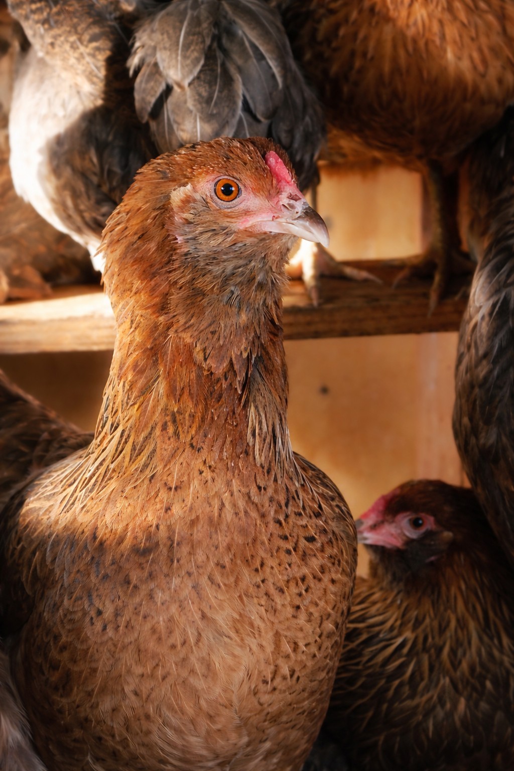 12 Easter Egger Chicken Hatching Eggs - 1 Dozen - Heritage Green & Blue Layers