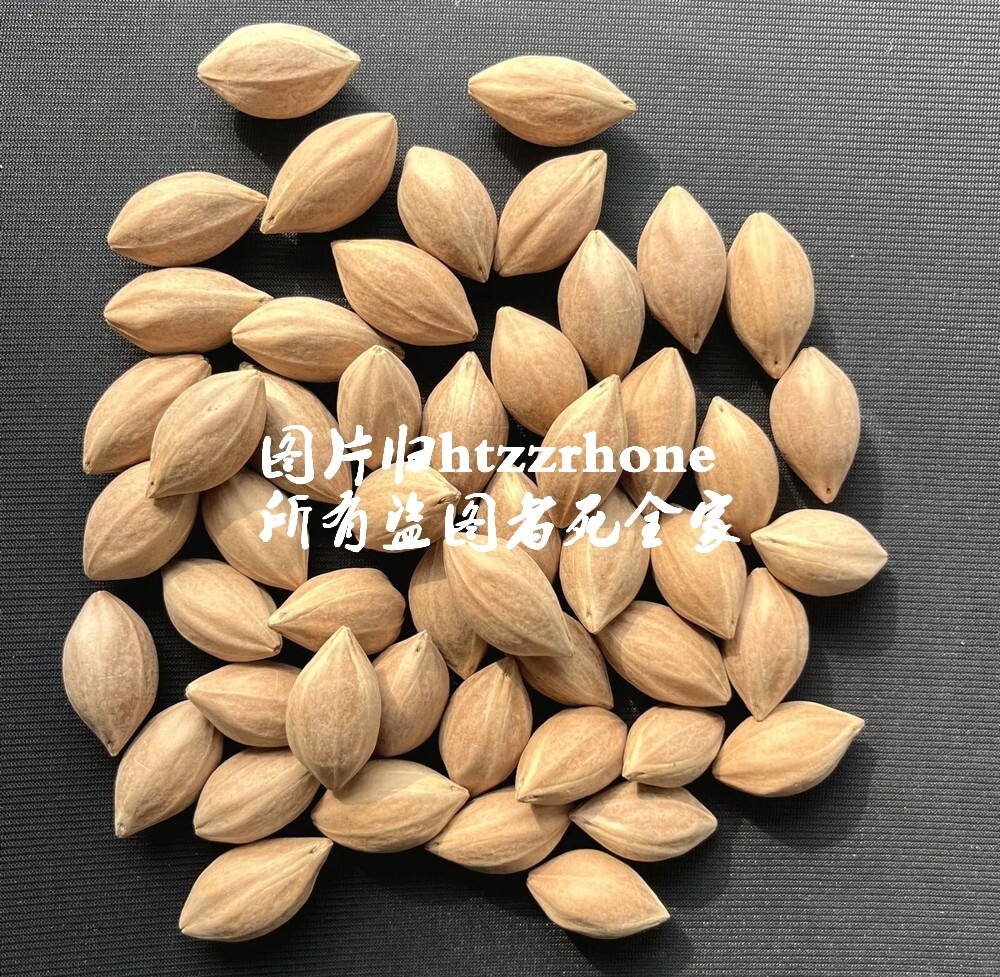50 Pcs Olive Nut Olivary Nucleus Carving Materials DIY Hobby Hand Carving Bead