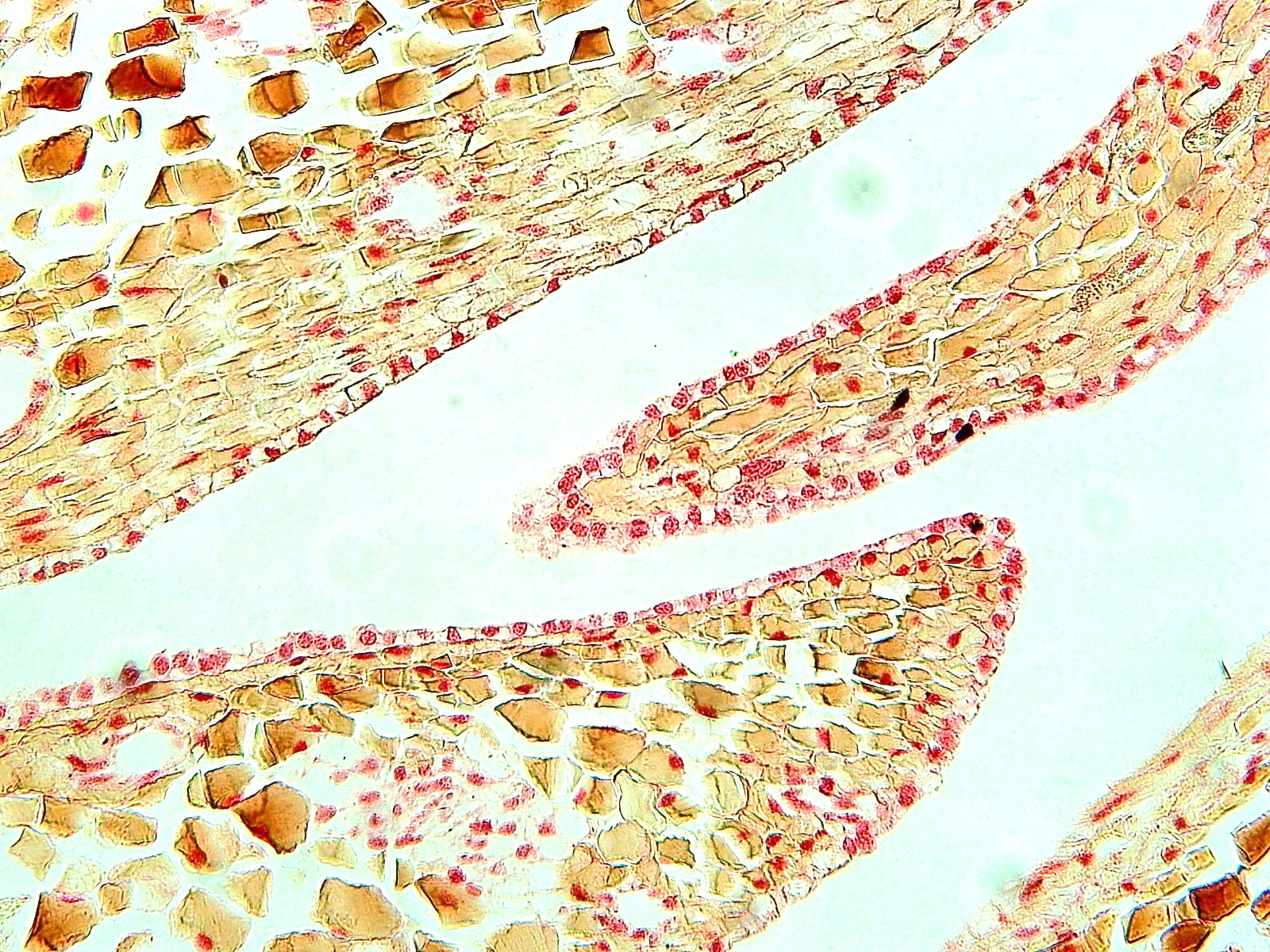 Histological Microscope Slide Preparations (100) - Zoological and Botanical