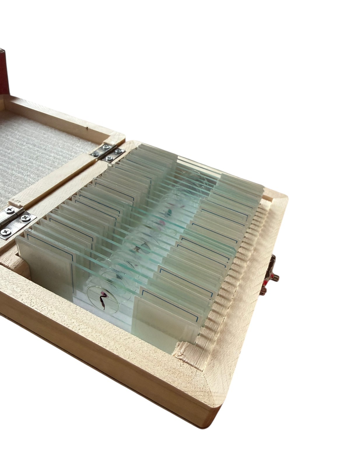 AmScope 25 Prepared Biology Microscope Slides Etymology Hematology NEW Box FF4