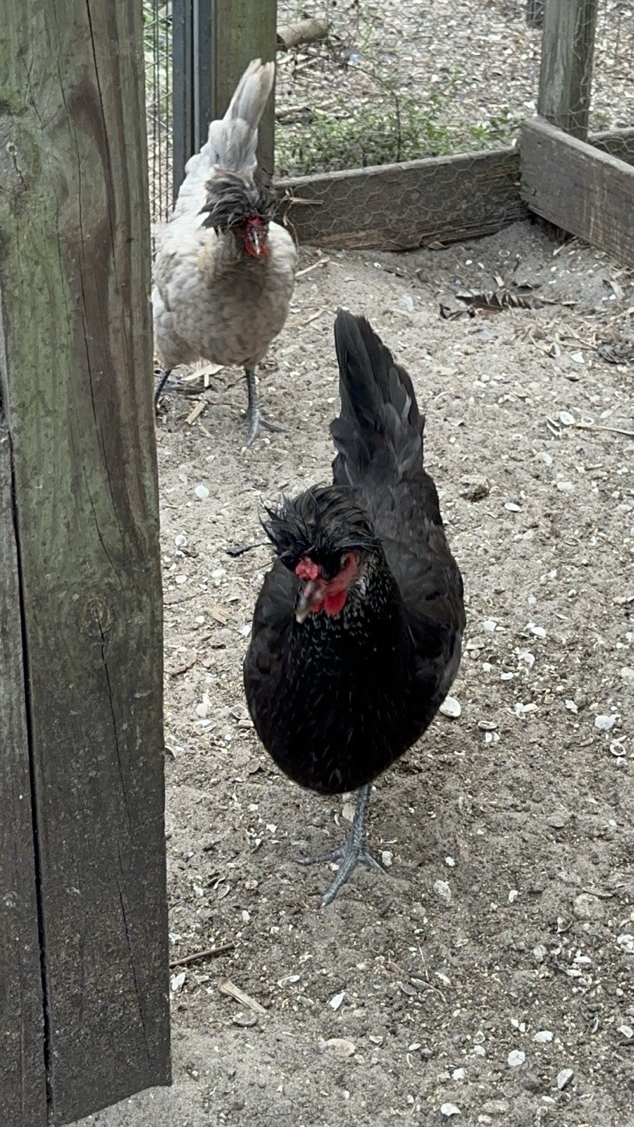 15+ Rare Sanjak Longcrower Chicken Hatching Eggs Large Breed 🎶 Unique Crow 🎶