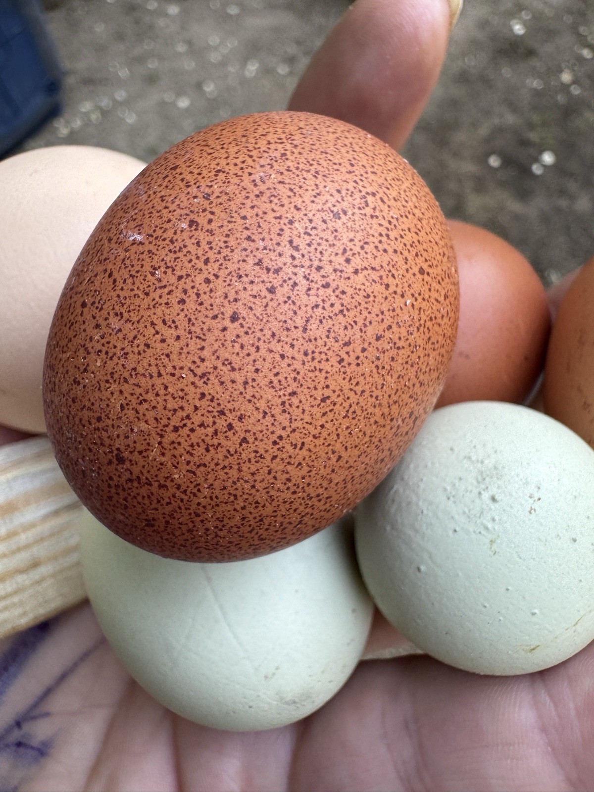 Welsummer Hatching Eggs 6+ Speckled Eggs, Purebred