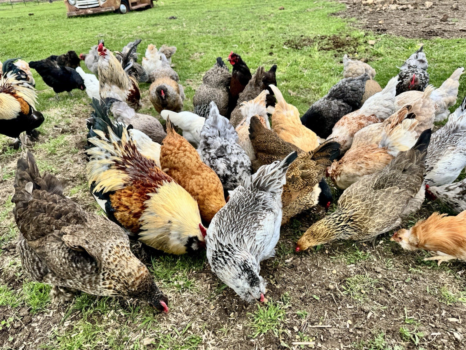 12+ Chicken Hatching Eggs Ameraucana, Easter/Olive Egger, Faverolles, Marans